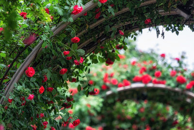 Close-up of red flowering plants