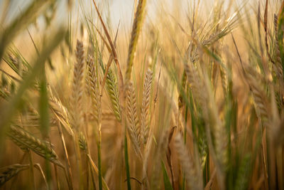 Close-up of stalks in field