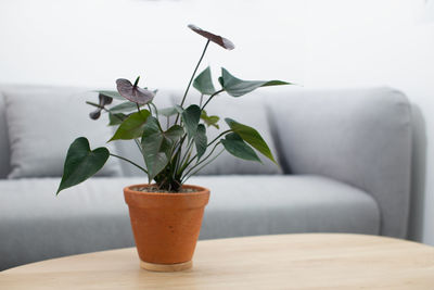 Flamingo flower in clay pot on wooden table in living room. air purifying plants in the home