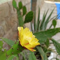 Close-up of yellow flowering plant