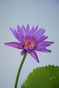 Close-up of purple water lily