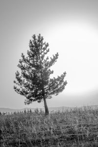 Tree in field against clear sky