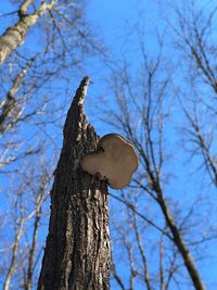 Low angle view of bird on tree trunk