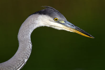 Close-up of a bird