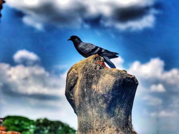 Close-up of bird perching against sky