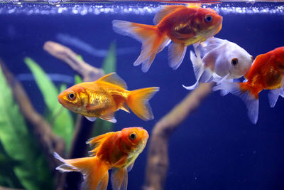 Close-up of fish swimming in pond