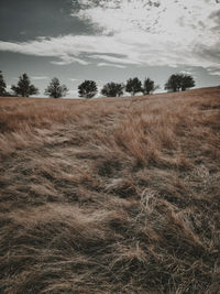 Trees on field against sky