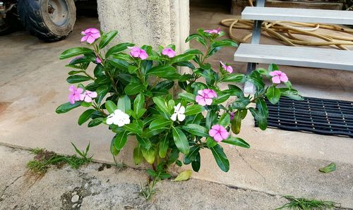 High angle view of potted plant in yard