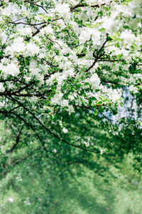 Low angle view of white flowering tree