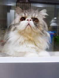 Close-up portrait of a cat