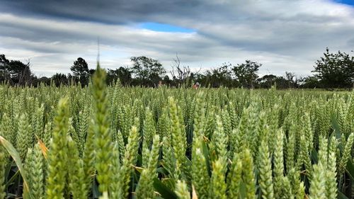 Wheat growing on field against sky