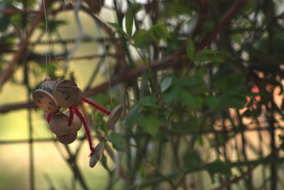 Close-up of grasshopper on branch