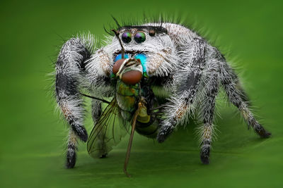 Close-up of spider