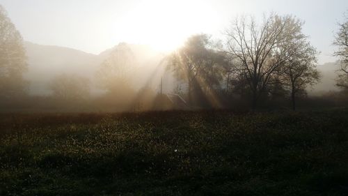 Trees on field against sky during foggy weather