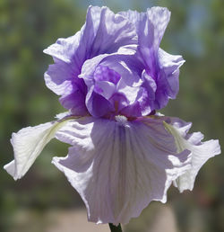 Close-up of purple flowering plant