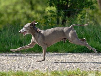 Side view of a dog running on grassland