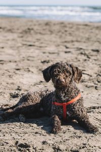 Portrait of a young water dog lying on the sand. the dog sits on a sea beach.