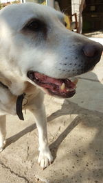 Close-up of dog looking away