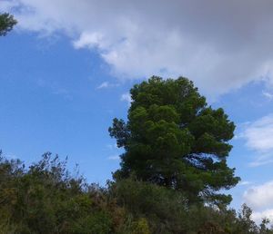 Low angle view of trees against sky