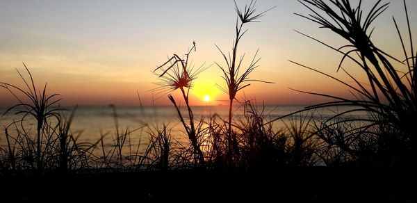 Silhouette plants on beach against romantic sky at sunset