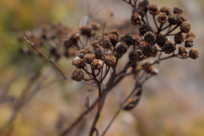 Close-up of wilted plant