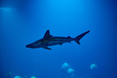 Shart and other sea fishes in aquarium, sea life