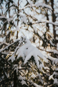 Close-up of snow covered fallen tree