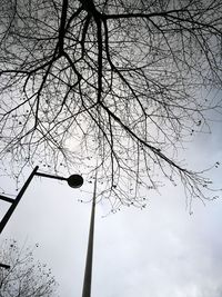 Low angle view of bare tree against sky