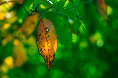 Close-up of leaf on tree
