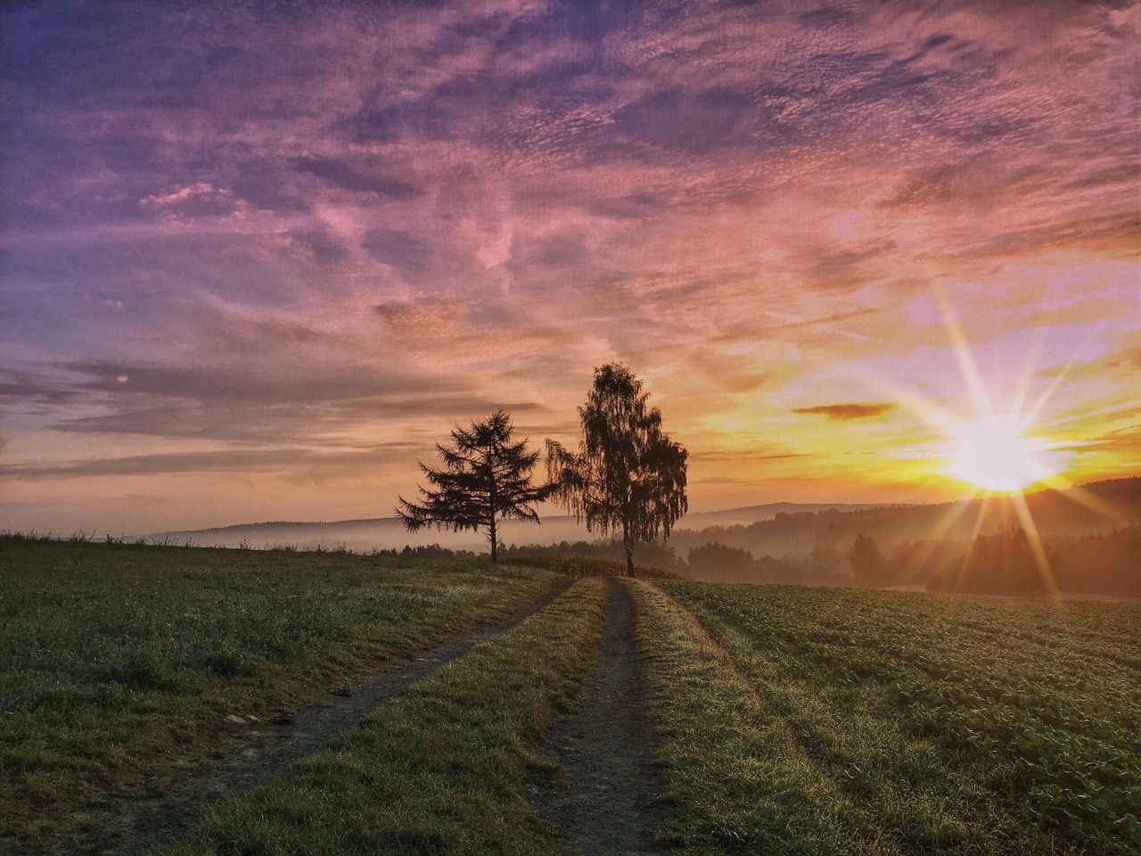 sunset, sun, landscape, tranquil scene, tree, scenics, beauty in nature, tranquility, agriculture, field, sunlight, rural scene, nature, orange color, dirt road, sky, growth, sunbeam, farm, cloud - sky, lens flare, plantation, remote, outdoors, no people, non-urban scene, solitude, countryside, horizon over land, cultivated land, majestic