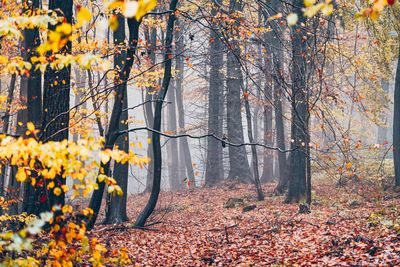 Trees growing in forest during autumn