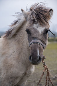 Close-up of a horse