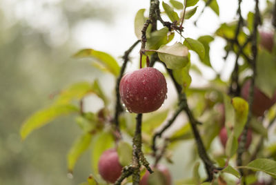 Close up photo of delicious red apples on tree.