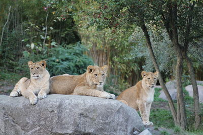 View of young lion on a rock