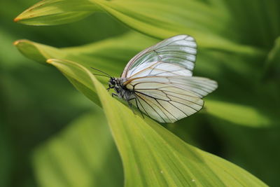 Close-up of insect on leaf