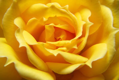 Macro shot of yellow rose flower