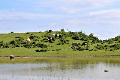 Cows grazing on a slope.