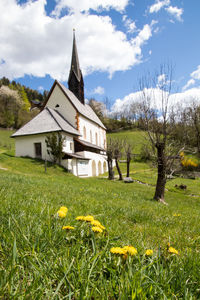 Yellow flowering plants on field against buildings