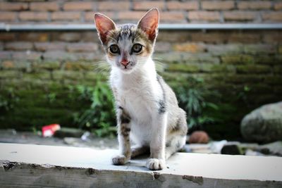 Portrait of cat sitting outdoors