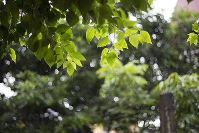 Low angle view of leaves on tree