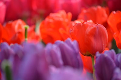 Close-up of red tulips