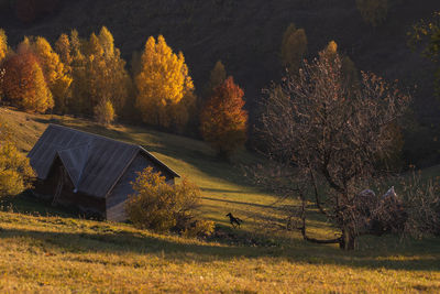 View of trees on field during autumn