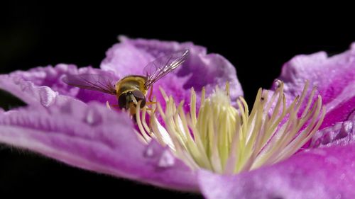 Close-up of insect pollinating on pink flower