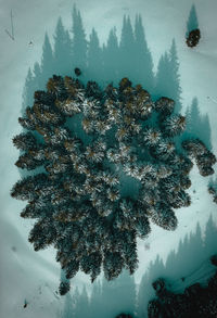 High angle view of pine trees on snow covered land