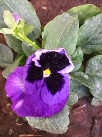 Close-up of purple flower blooming outdoors