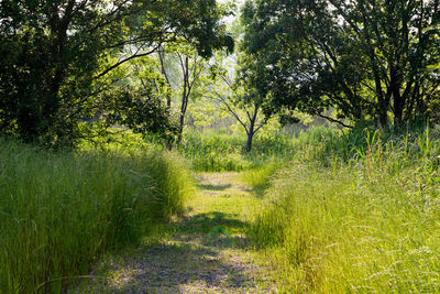 View of trees on landscape