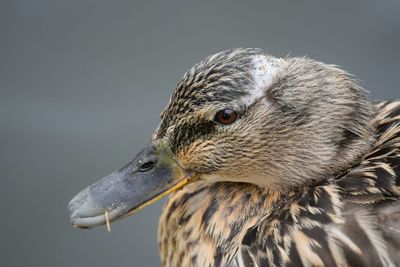 Close-up of a bird