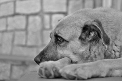 Close-up of dog looking away