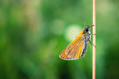 Close-up of butterfly pollinating