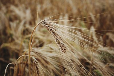 Close-up of wheat field